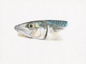 fine art print of watercolour painting of MAckerel Head by Steven Roe