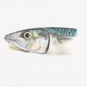 fine art print of watercolour painting of MAckerel Head by Steven Roe