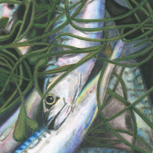 fine art print of mackerel and samphire watercolour painting by Steven Roe