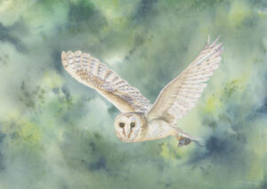 fine art print of Barn Owl painting by Barry Woodman