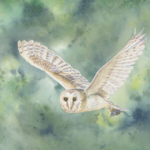 fine art print of Barn Owl painting by Barry Woodman