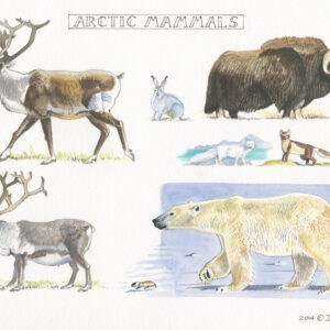fine art print of watercolour painting by Ian Bullock showing Arctic Mammals