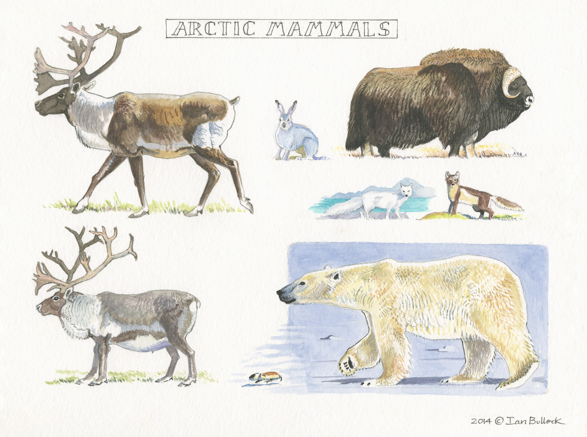 fine art print of watercolour painting by Ian Bullock showing Arctic Mammals